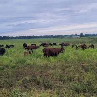 Understanding Ag Shelbyville Field Day on Soil Health