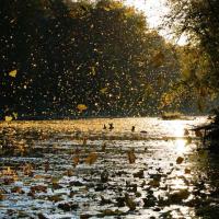 Natural Resources Category Finalist - Jonathan Lauten, Autumn Celebration, Jefferson City, MO