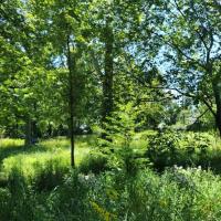 Deer Creek Watershed Rainscaping Project, Third Year