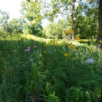 Deer Creek Watershed Rainscaping Project, Third Year