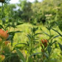 Deer Creek Watershed Rainscaping Project, First Year - Indian Paintbrush