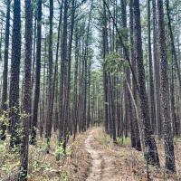 Unique Places Category Finalist - Kara Bess, Through the Trees