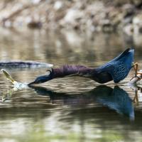 Natural Resources Category Finalist - Ivan Leung, Just Missed
