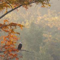 Natural Resources Category Finalist - Joe Fasig, Watchful Eye