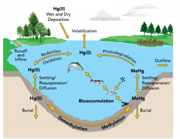Dynamic cycling of mercury in the environment. Mercury deposition in wet and dry. Mercury in water bioaccumulates in fish. Mercury in water can also volatize back into the air. 