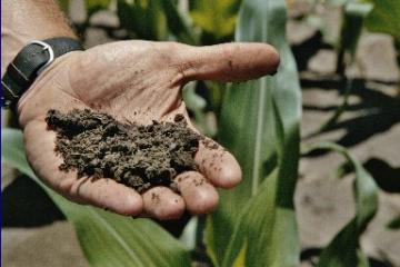 A man's hand holding soil in a corn field