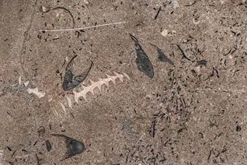 Capitol Stone Fossil Bryozoan and Brachiopod photo