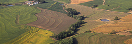 Aerial view of several cropland fields separated by tree rows