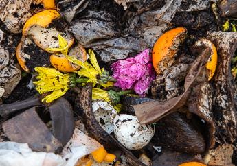 Active composting pile with orange rinds, egg shells, flowers and other brown materials