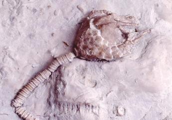 Crinoid - Missouri's Official State Fossil - PUB0660 | Missouri Department  of Natural Resources