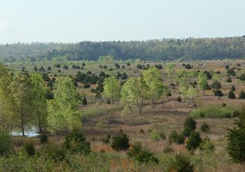 Reclaimed mining site now a flat land area with many trees, small ponds and ground cover, with a mountain in the distance