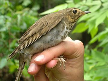 A brown Swainson's Trush bird sitting on an individual's finger