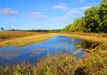 A wetland surrounded by vegetation.