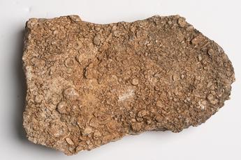 Fossiliferous Limestone Specimen Photo