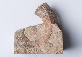 Nautiloid fossil specimen