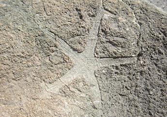 Starfish specimen