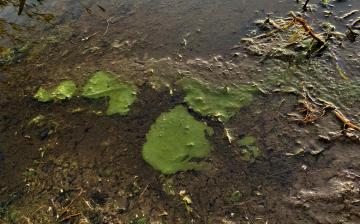 Typical cyanobacteria "slime"