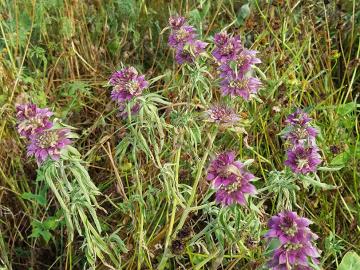 Prairie flowers in a conservation easement along the South Dry Sac River