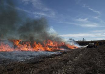 Burning off ground cover during a prairie restoration project