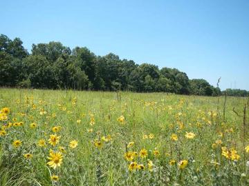 Wildflowers bloom in Carver Prairie in Newton County
