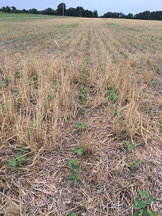 Bean plants used as no-till cover crop in a recently harvested grain field.
