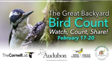 Bird with yellow and white throat on tree limb announcing dates and sponsors for the great backyard bird count.