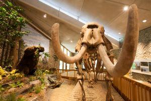 Assembled skeleton of a mastodon surrounded by a representation of it's habitat at Mastodon State Historic Site.