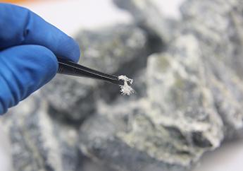 A macro photo of the mineral chrysotile asbestos taken from the host rock with tweezers