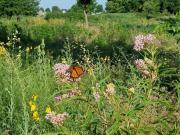 Open prairie with wildflowers and butterflies