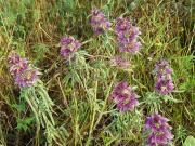 Prairie flowers in a conservation easement along the South Dry Sac River