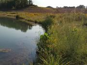 Wetland plants along the banks of a pond in the Cardinal Valley Habitat Restoration area