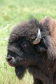 Profile picture of young bison facing left with green grass in background.