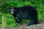 Side view of black bear with head turned to face the camera standing in the woods.