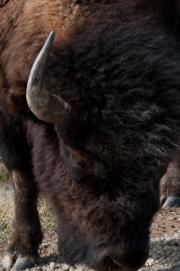 Close up of a bison’s head.